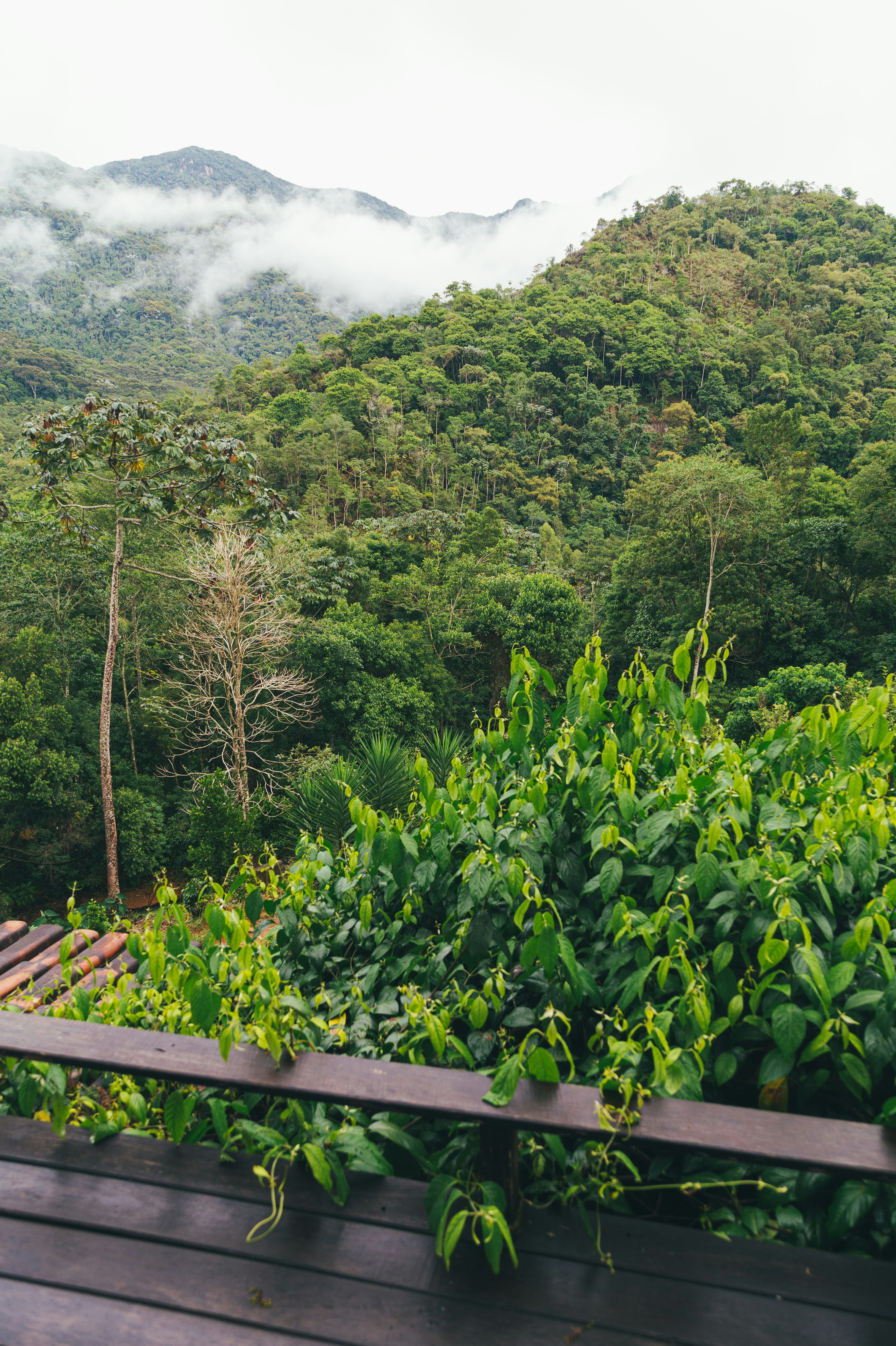 green trees on mountain during daytime